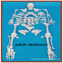 Künstliches menschliches, disartikuliertes Skelett-Anatomie-Modell